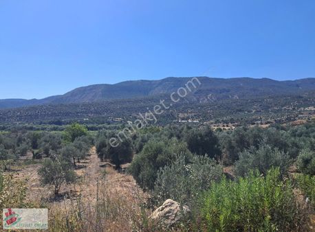 Denizli Güney Ertuğrul(dereköy) Yetişkin Zeytinlik Satılıktır