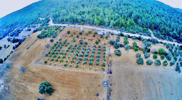 Urla Nohutalan Zeytinlik Tarla 5.333 M2 Satılık