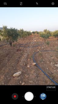 Satılık Sulu Zeytinlik