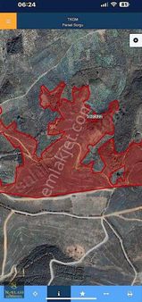 Bursa Mudanya Talatbeyde Satılık Deniz Manzaralı Zeytinlik