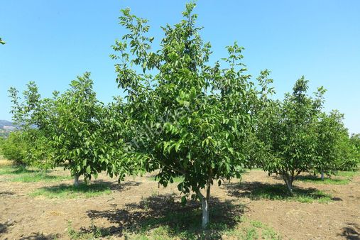 Çalışkan'dan Çardak Beylerlide Satılık Ceviz Bahçesi