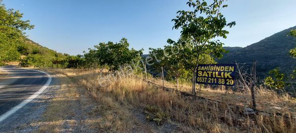 İzmir Tire Dağdere Mahallesi'nde Satılık Ceviz Bahçesi