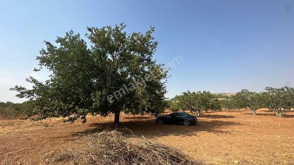 Özkanlar Gayrimenkul'den Oguzeli Merkezde 3.025 Mt Sıralı Fıstık