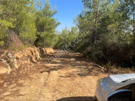 Torbalı Dirmil Mah 4902m2 Müstakil Parsel Satılık Zeytinlik