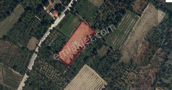 Akçay Emlak'tan Sultandağı Dereçine Mahallesinde Satılık Meyve Bahçesi