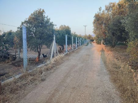 Utku Gayrimenkulden Akhisar Efendi Mah Satılık Zeytinlik Hobi Bahcesi