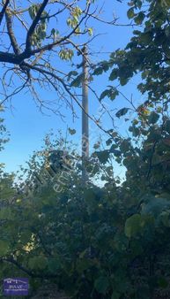 Geyve Akıncılarda 3.440m2 Fındıklık.köy İçinde.