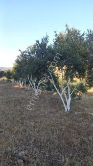 İzmir Dikili Çandarlıda 50 Dönüm Satılık Zeytinlik
