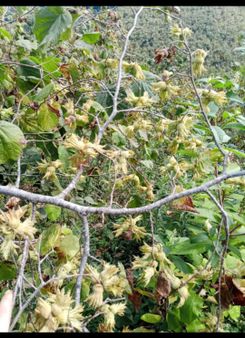 Samsun Terme Bazlamac Hoylanda Satilik Ucuz Fındık Bahcesı Satılıkdır