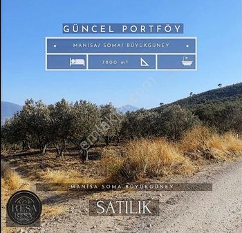 Resa Gayrimenkulden Büyükgüney'de Bakımlı 7800 M2 Zeytinlik