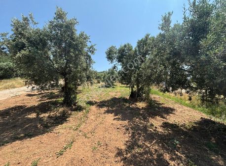 Pozitif Emlak'tan Belkıs Mevkiinde Yola Cephe Zeytinlik