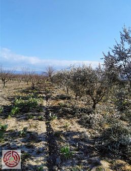 Acil Satılık Karaoğlanlı Da Fırsat Zeytinlik Ve Meyve Bahçesi