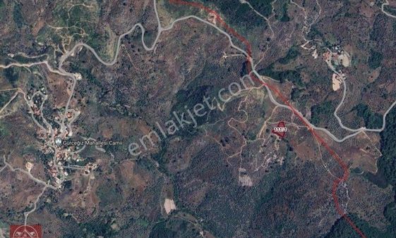 Muğla Milas Gürceyiz 2398 M2 İçinde En Az 30 Zeytinlik Olan Yola Yakın Suyu Bulunan Tarla Cazip