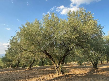 Fiber Emlak Akhisar Ballıca Mh Resmi Yola 32 Mt Cepheli Mükemmel Satılık Zeytinlik