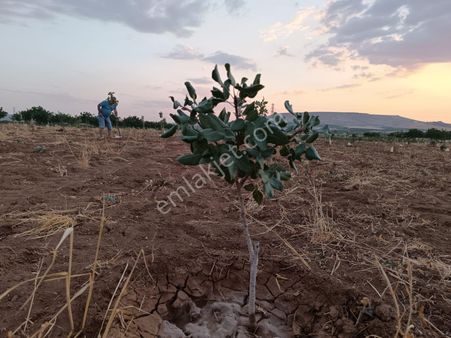 Şanlı Gayrimenkul Den Satılık Tek Tapu Fıstıklık