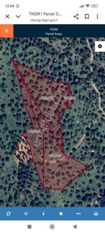 Satılık Zeytin Bahçesi