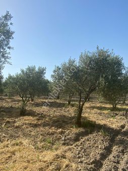 Fiber Emlak'tan Akhisar Süleymanlı Mh Fırsat Satılık Tek Tapu Zeytinlik