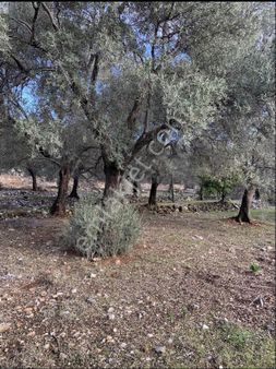 Bodrumda Denize Yakın Mesafede Fırsat Zeytinlik