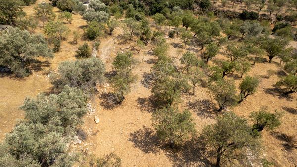 Datça Cumalı Köyünde Satılık 1.830 M2 Bademlik Tarla