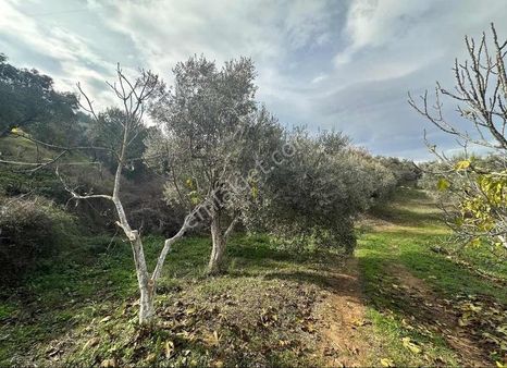 Pek Emlaktan Tireye Çok Yakın Çayırlı Da 2660 M2 Satılık Bahçe