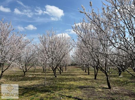 Pınarhisar Kaynarca'da Satılık 12dönüm Badem Bahçesi