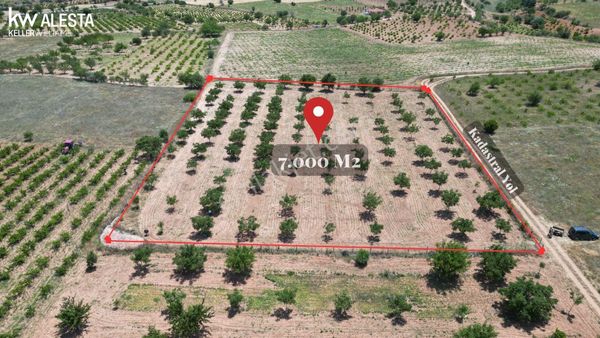 Hançalar'da 7.000 M2 Verimde Cevizlik