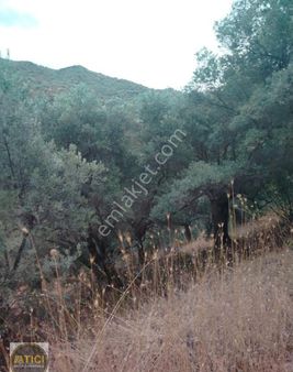 Şirince'de 3,5 Dönüm Zeytinlik! Parke Yol, Yatırımlık Fırsat