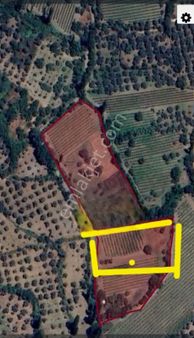 Selçuk Burgaz'da 2.000 M² Satılık Üzüm Bağı