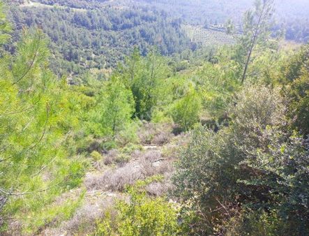 Muğla Yatağan Deştinde Yola Cepheli Full Manzaralı 5 Dönüm Tarla