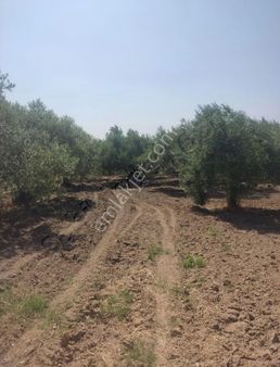 Ballıcada Tamami Domat Zeytinlik