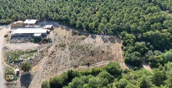 Bursa Mudanya Dedeköy Mah Satılık Yatırımlık Tarla