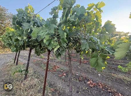 Bursa Mudanya Dedeköy Satılık Yatırımlık Tarla
