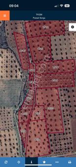 Uyaran 79 Gayrimenkul Den Acar Da Satılık Zeytinlik