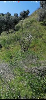 Egelimden Nazilli Pınarbaşı Mevki 20 Dönüm Uygun Satılık Zeytin Ve İncir Bahçesi