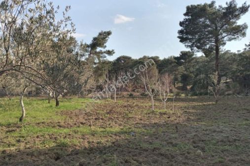 Irmaksudan Yaşyer De Bol Oksijenli Yaşam Alanı Zeytinlik