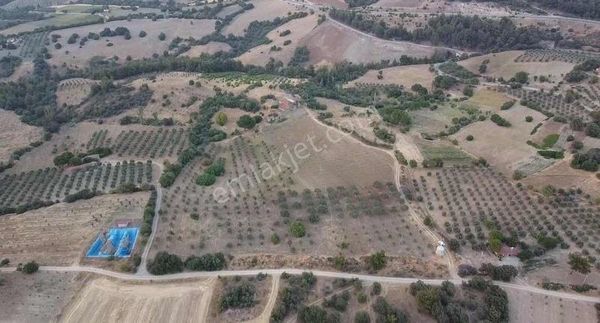 Gördes Kürekçi'de 52.944 M2 Satılık Zeytinlik