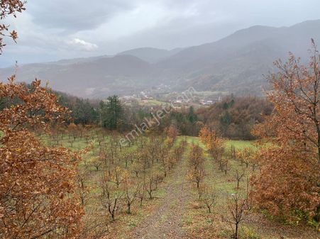 E&f Gayrimenkul'den Fevziye Mahallesinde Kadastro Yola Cephe Armut Bahçesi