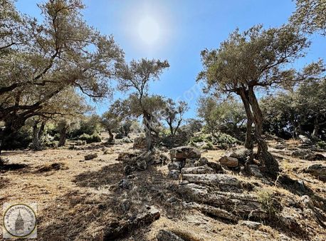 Söke Avcılar Mah De 2.990 M² Acil Satılık Yatırımlık Zeytinlik