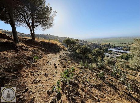 Aydın Koçarlı Tekeli Mah De 475 M² Köy İçi Yatırımlık Zeytinlik