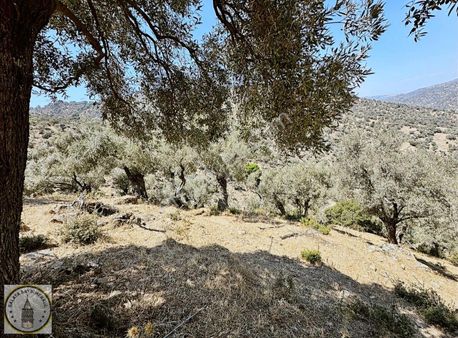 Söke Avcılar Mah De 2.220 M² Zeytinlik