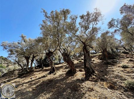 Aydın Söke Avcılar Mah De 1.600 M² Zeytinlik