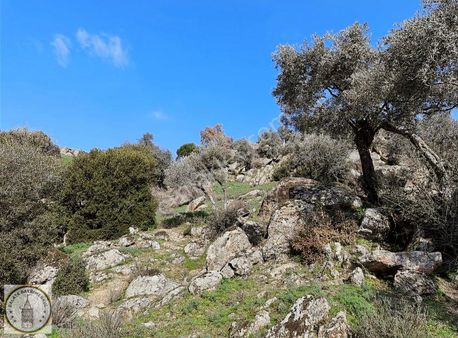 Galata Gayrımenkulden Söke Avcılar Mah De 1.290 M² Zeytinlik