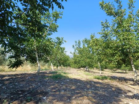 Savaştepe Satılık Cevizlik