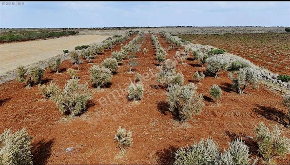 Uyaran 79 Gayrimenkulden Satılık Zeytin Ve Fıstıklık