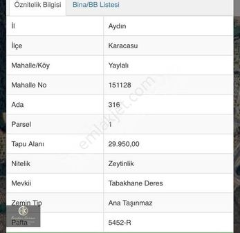 Handan Karasu Gyd De Aydın Karacasu 'da Yola Cepe Zeytinlik