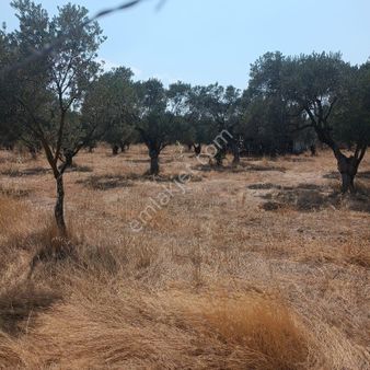 Torbalı Dirmilde Elektik + Su + Hayvan Damı 1+1 Evi Olan Satılık Zeytinlik