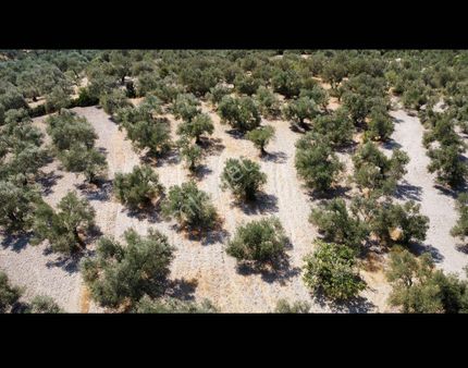 Ayvalık Merkez De Deniz Manzaralı Zeytinlik