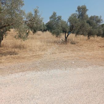 Torbalı Dirmilde Satılık Zeytinlik