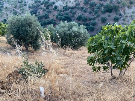 ❗️❗️❗️ Şok Yok Böyle Fırsat ❗️❗️ 🎇çetinler İnşaat & Emlaktan Eycelli Mah İncir/zeytin Bahçesi 🎇