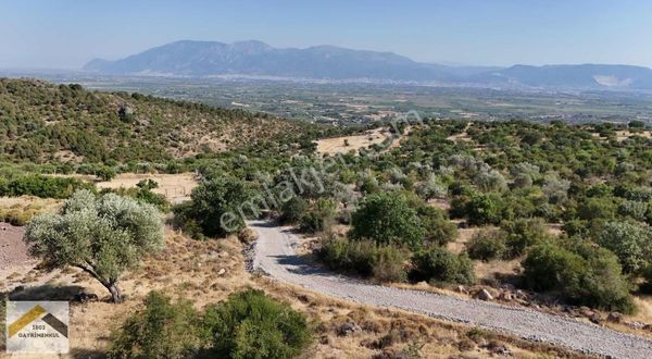 Sümbültepe'de Satılık Zeytinli Tarla